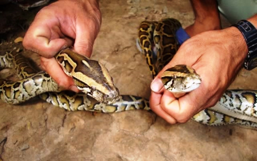 Nuoi 14 con tran trong nha hinh anh