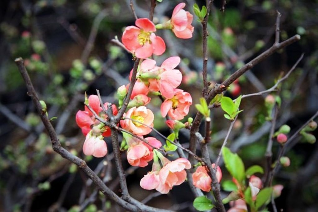 Mai do Trung Quoc gia re tran lan tai 'thu phu' dao Viet hinh anh