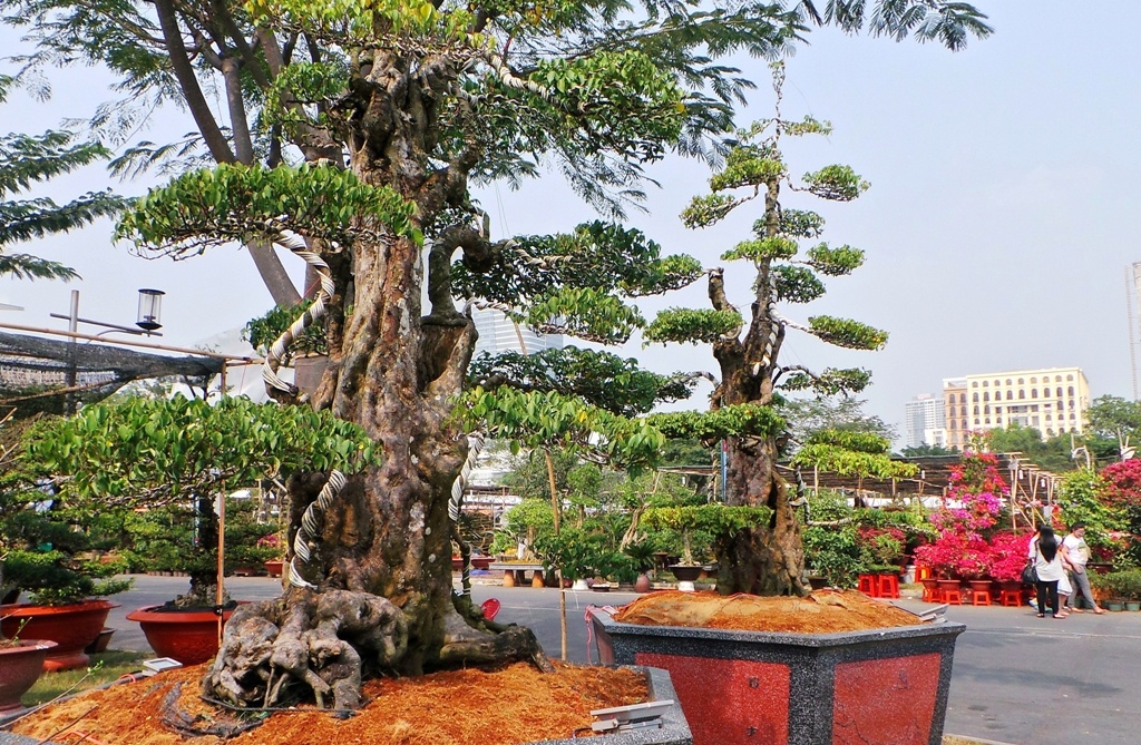 Cap khe 300 nam tuoi gia 7 ty tai pho nha giau Sai Gon hinh anh