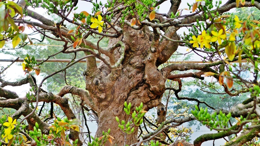 Mai vang 99 tuoi, re xoan vat ao gia 2 ty o Sai Gon hinh anh