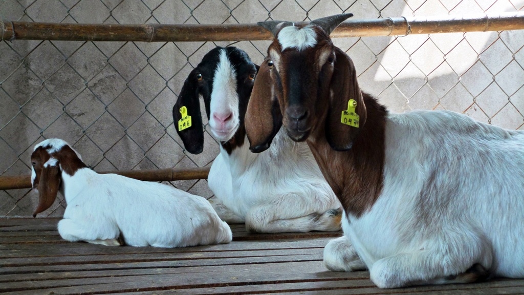 Thue de choi dip Tet At Mui hinh anh