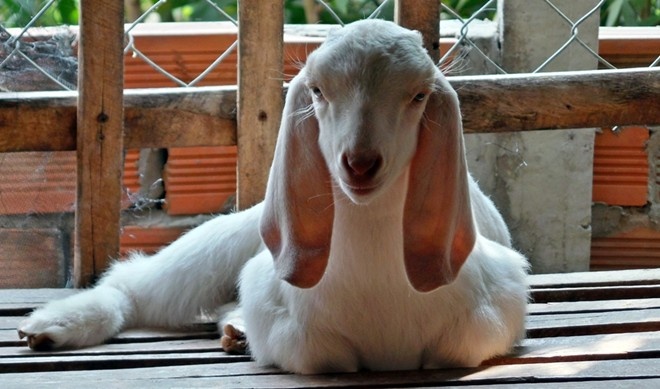 Cho thue de choi Tet hinh anh