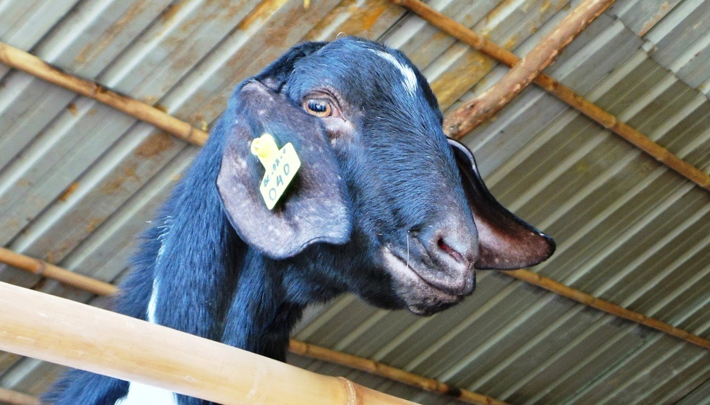 Mỗi chú dê trong trang trại anh Duy đều được gắn một mã số vào lỗ tai để theo dõi riêng biệt, nhất là các dê bố mẹ để theo dõi tình trạng sức khỏe từng con.