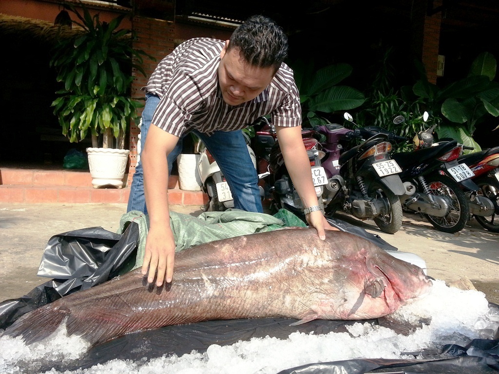 Bat duoc ca leo dai 1,7 m, nang 65 kg o mien Tay hinh anh