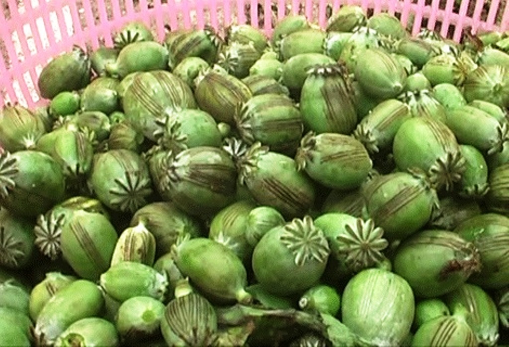 Ngang nhien mua ban cay anh tuc hinh anh