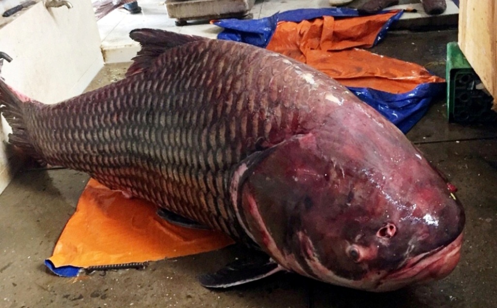 Ca ho nang 135 kg vua duoc dua ve Sai Gon hinh anh