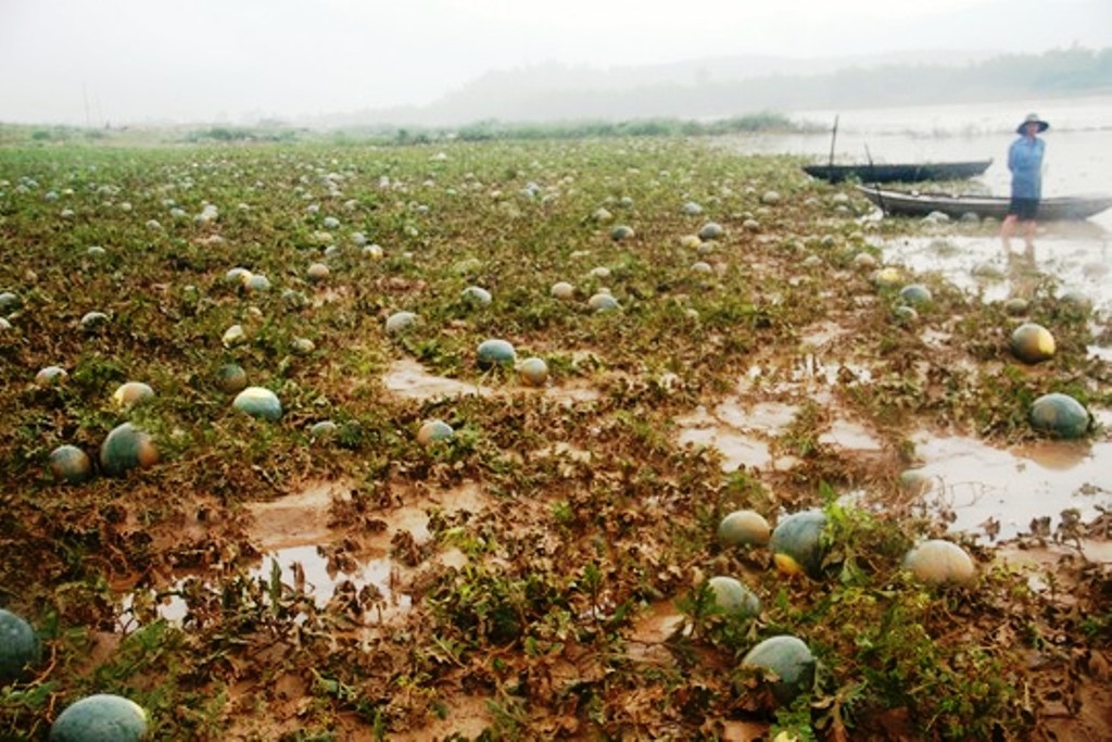 Dưa hấu bị thiệt hại sau lũ.