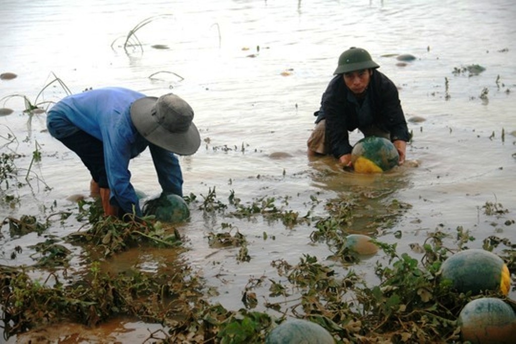 Nuoc lu rut, nong dan vot dua hau cho bo an hinh anh