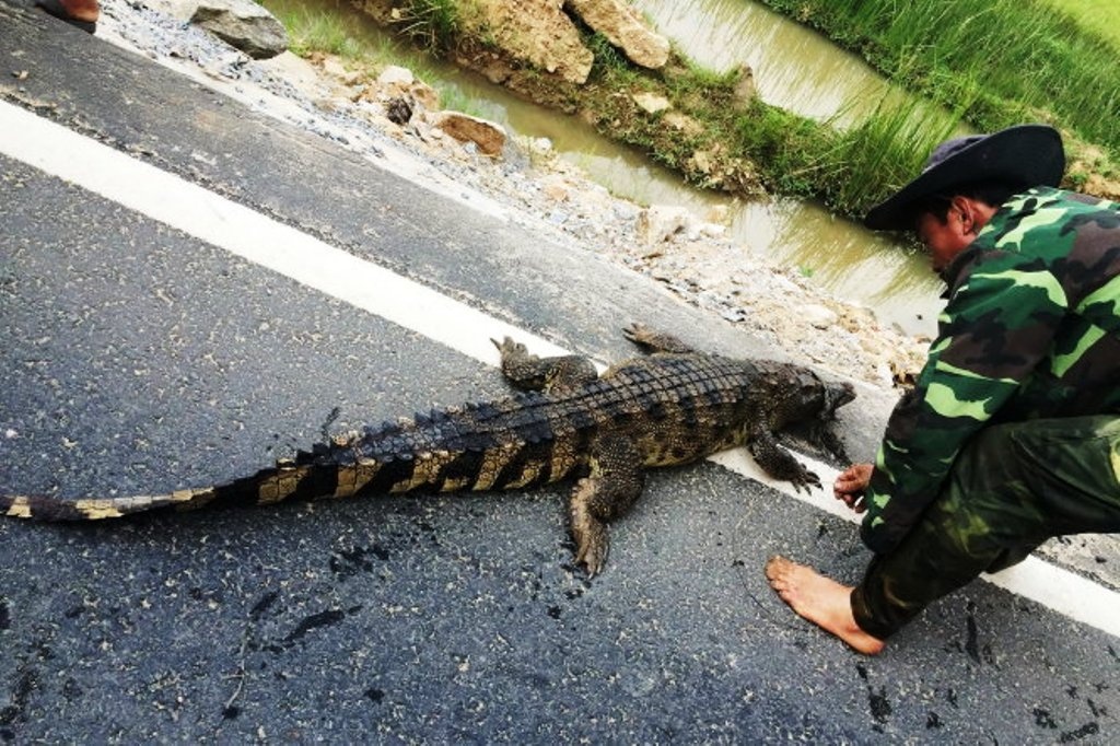 Dieu tra nguon goc ca sau xuat hien tren quoc lo 1 hinh anh