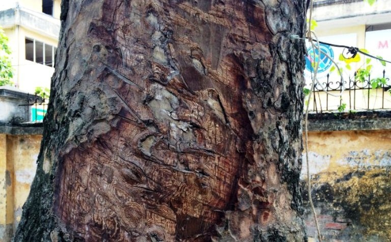 Phat hien them chuc cay xa cu co thu bi 'bao hanh' hinh anh