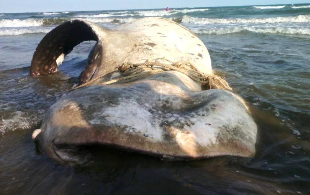 Ca voi khong lo troi dat vao bien Binh Thuan hinh anh