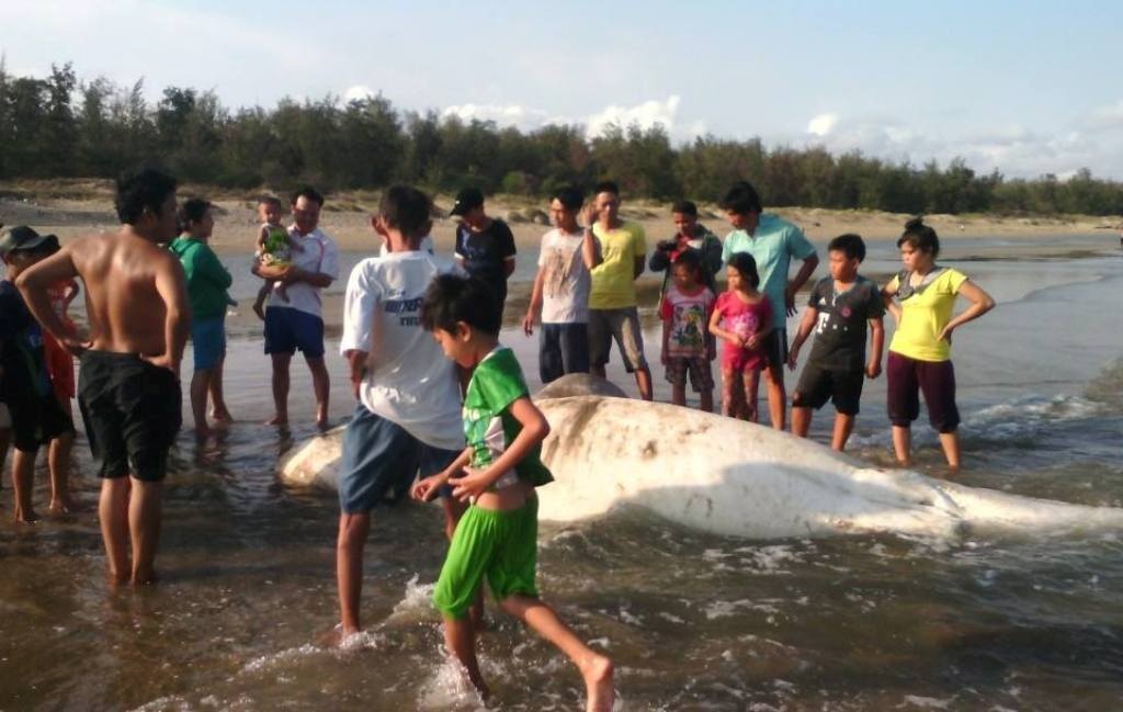 Xác cá voi trôi vào bãi biển Đồi Dương trưa 2/5.