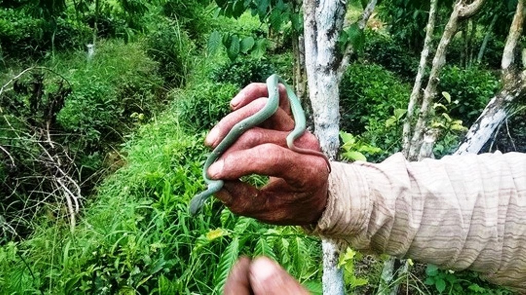 Ran luc duoi do xuat hien o Lam Dong hinh anh