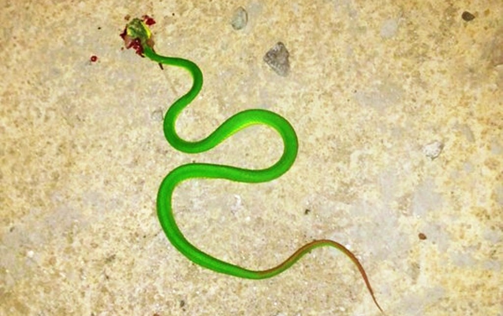 Một con rắn lục đuôi đỏ bị người dân đập chết.