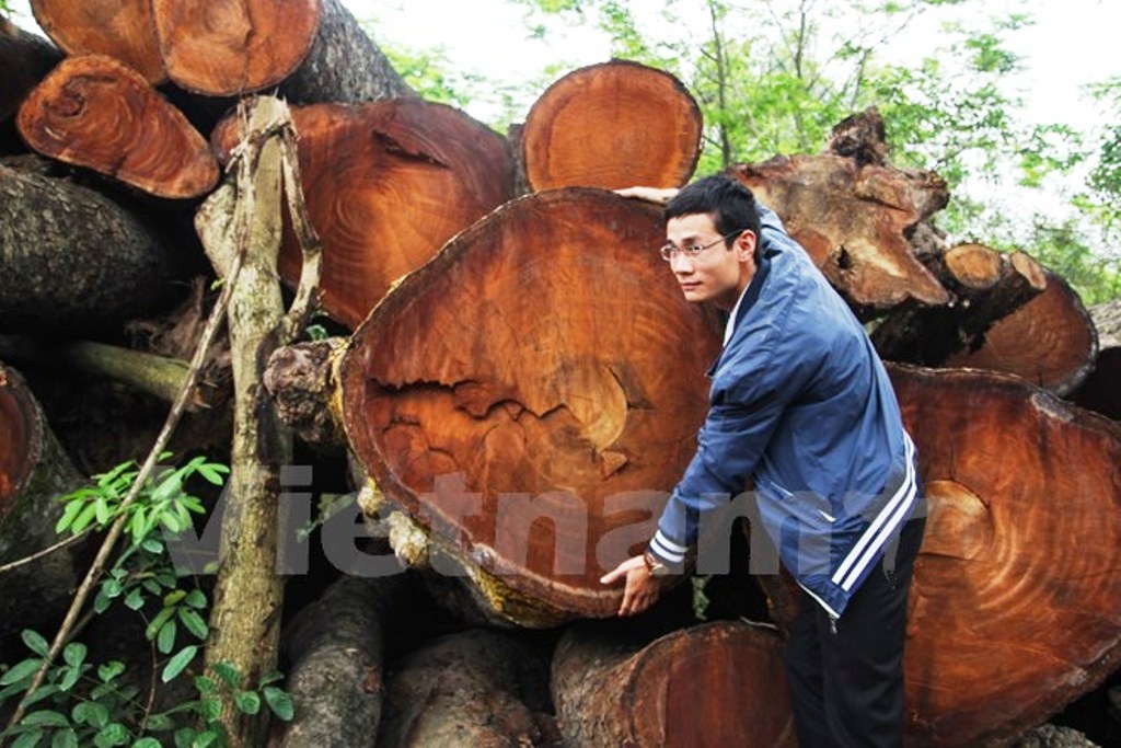 Vu chat cay xanh: Xem xet xu ly trach nhiem trong thang sau hinh anh