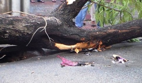 Pho cong an xa bi cay co thu nga de chet hinh anh