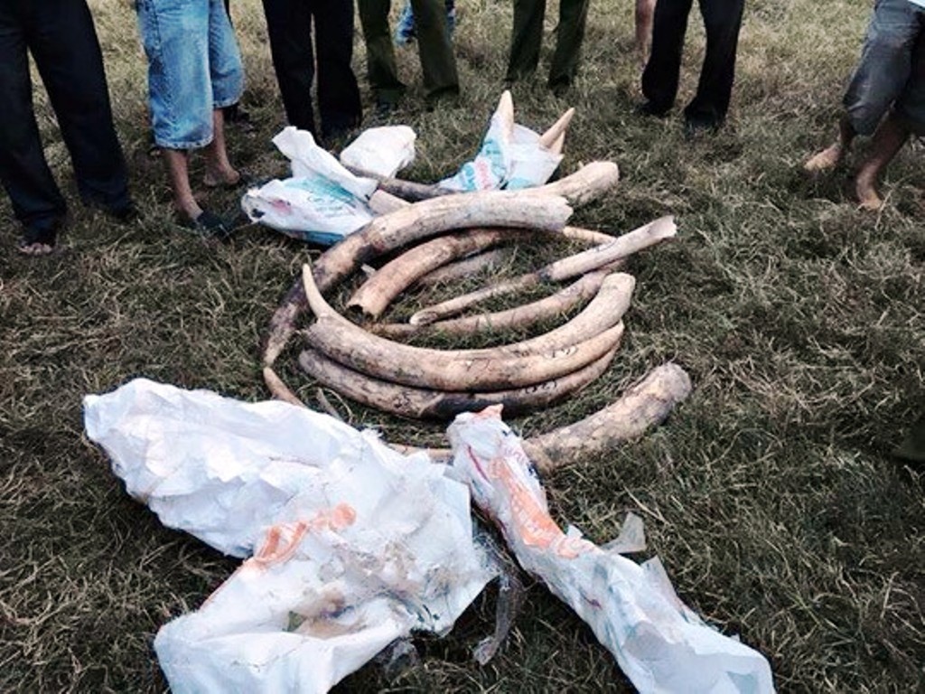 Số hiện vật nghi ngà voi được phát hiện sau vụ tai nạn.