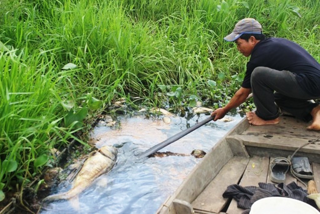 Hang tan ca noi bat thuong tren song Ba Ren hinh anh