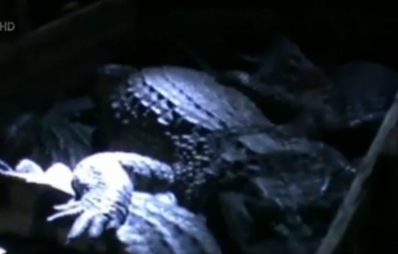 Tren 1.300 con ca sau bi xuat lau tai Mong Cai hinh anh