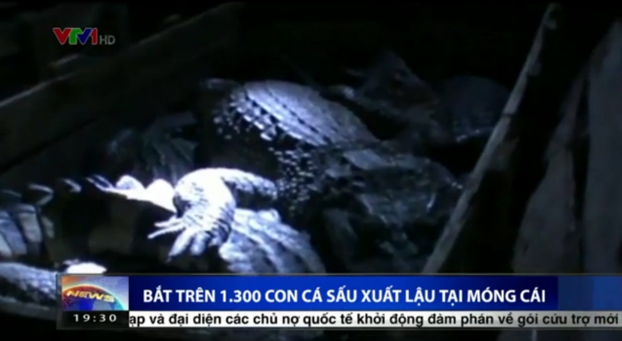 Hon nghin con ca sau xuat lau bi tam giu hinh anh