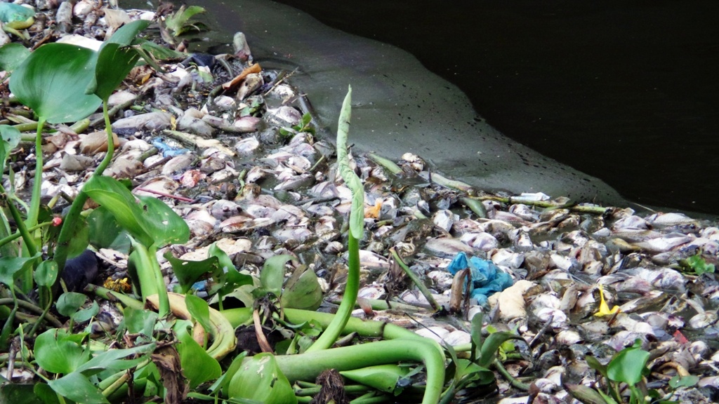 Ca chet noi trang dong kenh dep nhat Sai Gon hinh anh