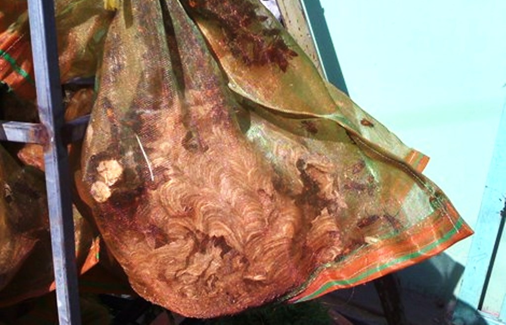 ‘Sat thu’ ong vo ve xuong pho hinh anh