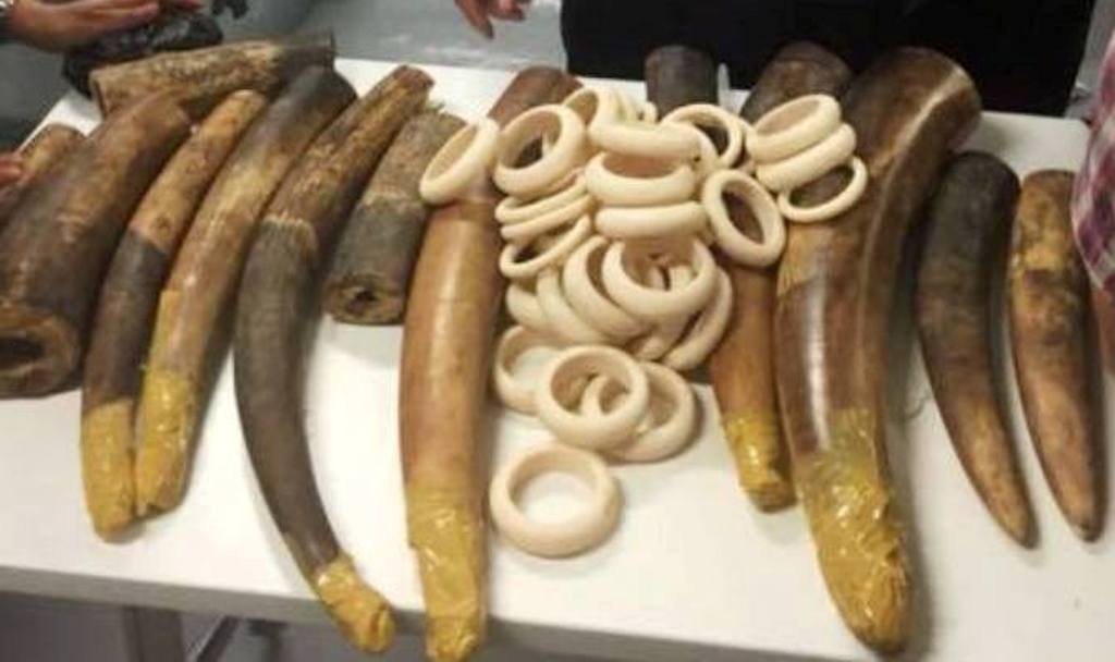 Bat giu 95,54 kg nga voi va 4,76 kg sung te giac hinh anh