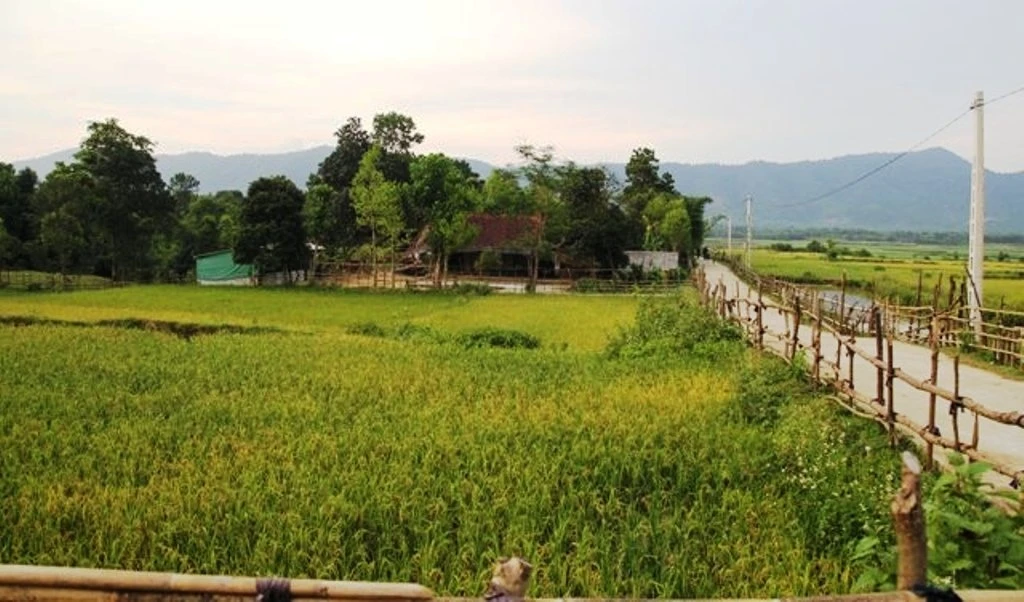 Đông lúa xanh mơn mởn do người Chứt tự cày cấy.