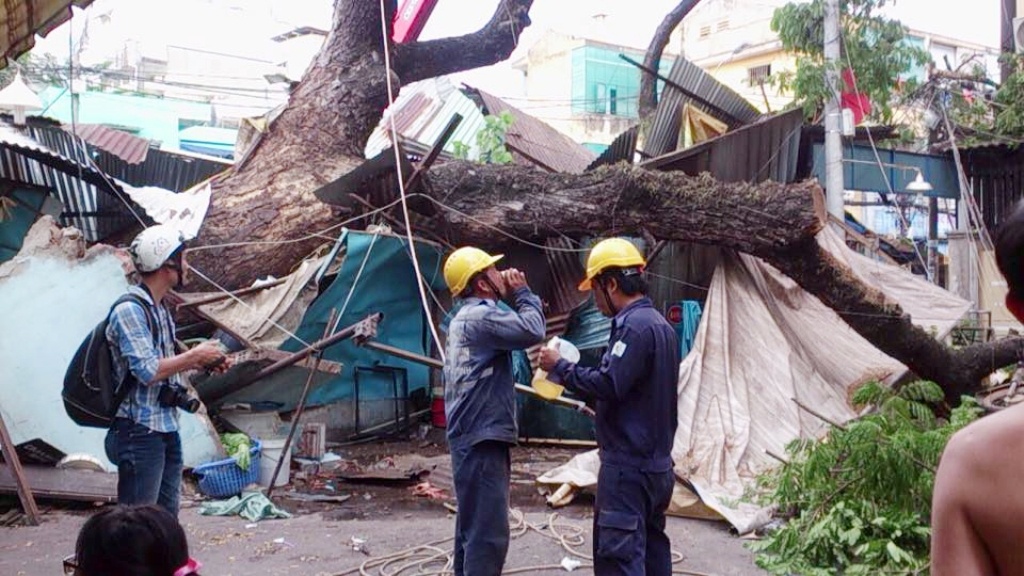 Cay xanh cao 20 m de sap 2 can nha giua Sai Gon hinh anh