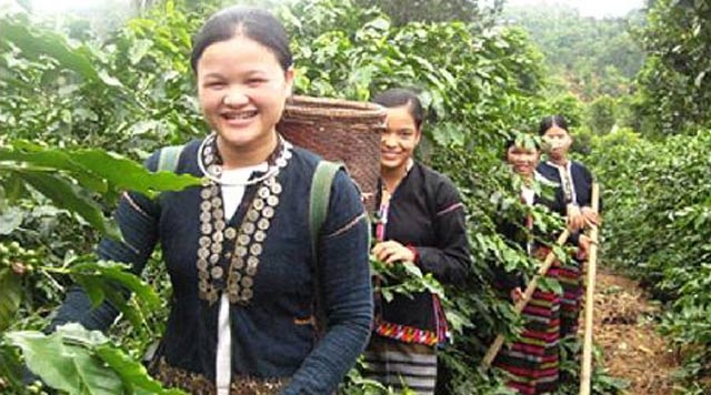 Di tim 'cay tinh yeu' cua nguoi Van Kieu hinh anh