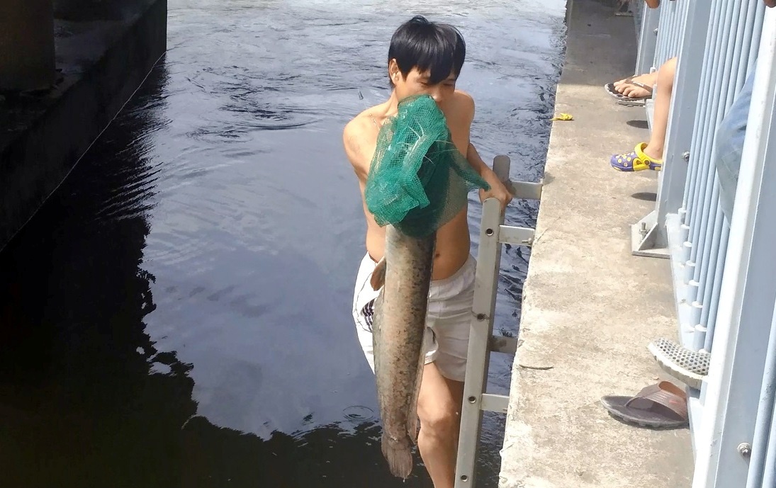 Cau ca tre hon 7 kg tren kenh Nhieu Loc hinh anh