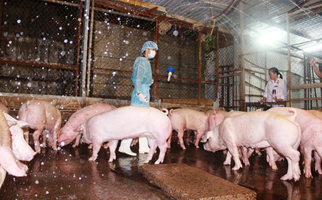 Cán bộ chi cục Thú y TP HCM lấy mẫu xét nghiệm chất cấm tại một lò giết mổ.