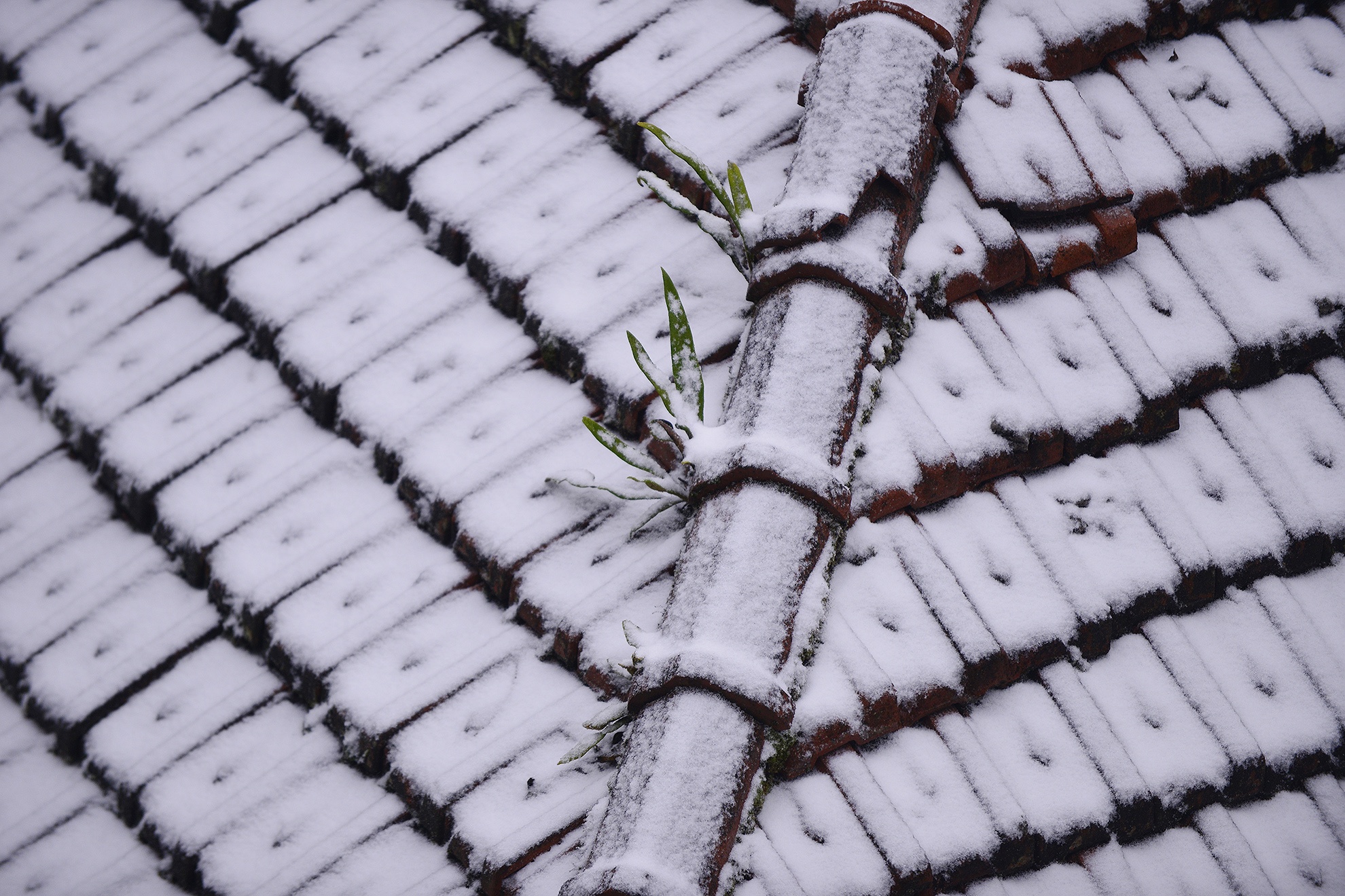 Vung nui phia bac co the tiep tuc xuat hien mua tuyet hinh anh