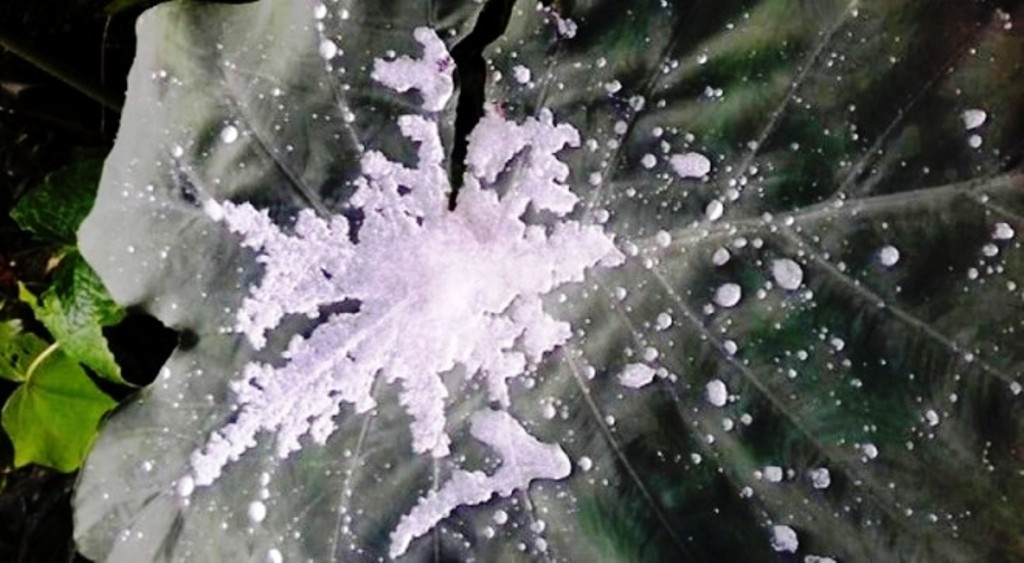 Mot nguoi tu vong do gia ret hinh anh