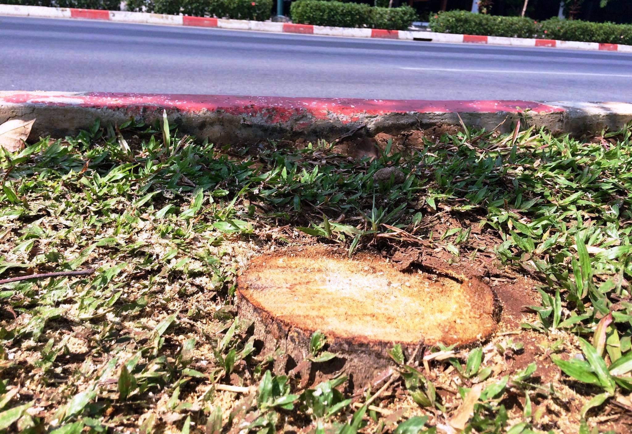 Cua hang loat cay cau trang vi bi canh tranh dinh duong hinh anh