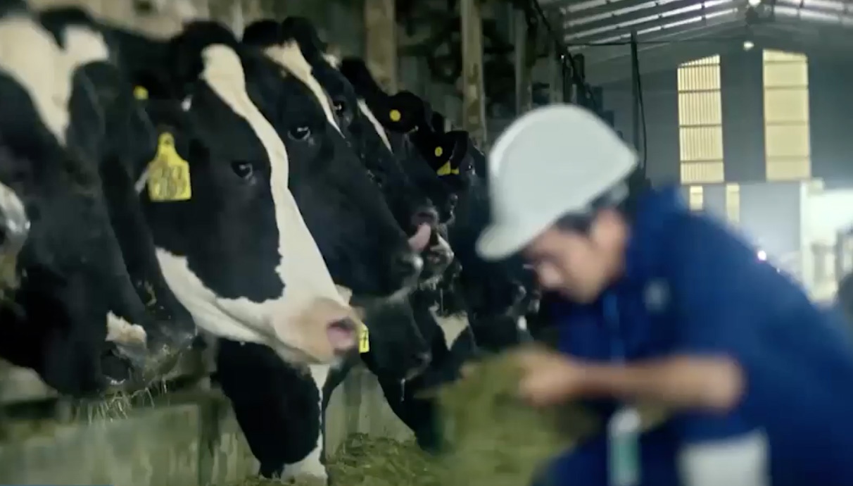 Can canh trai bo sua chuan Au, My tai Nghe An hinh anh