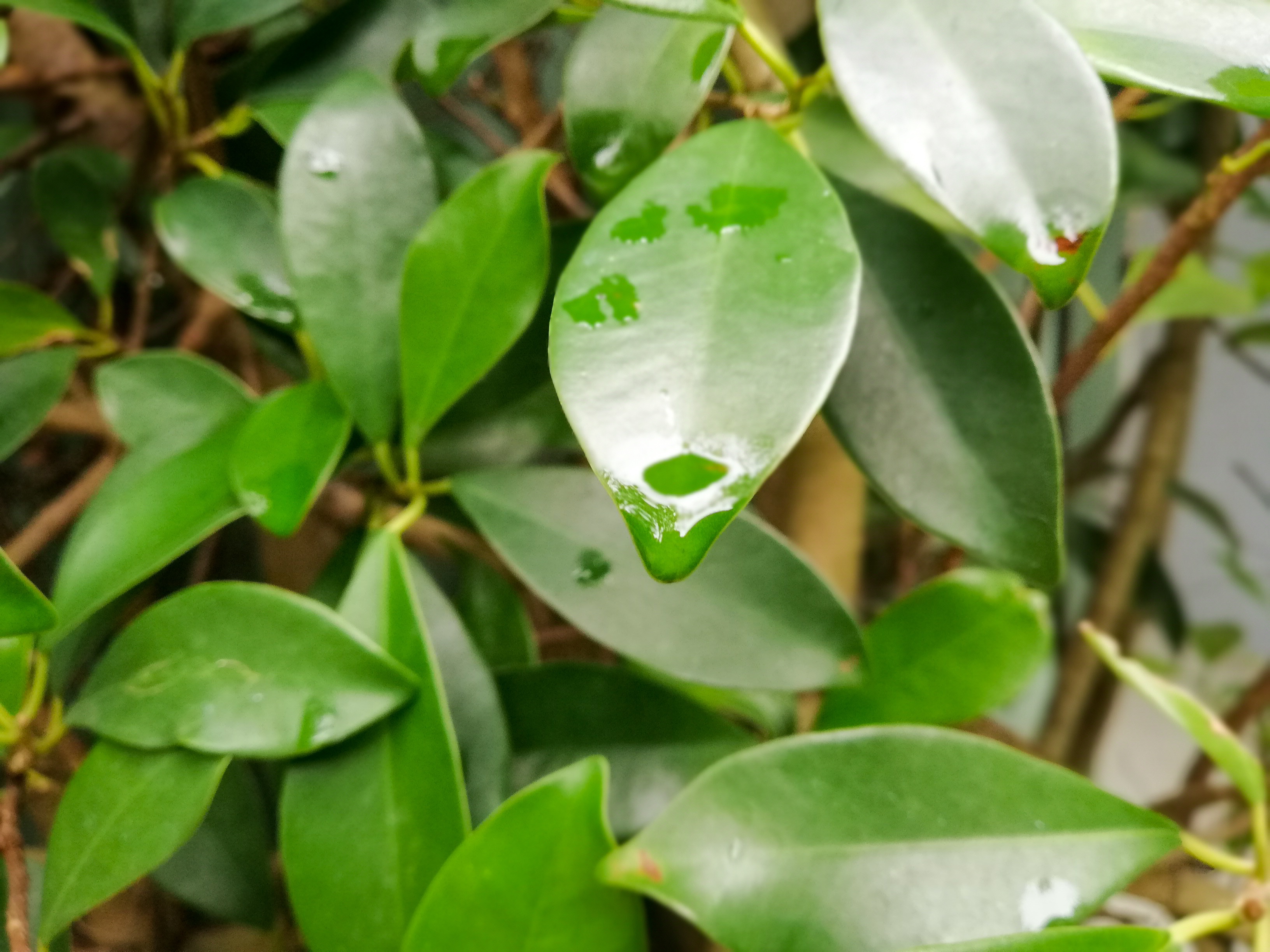 test camera Huawei nova 2i anh 6