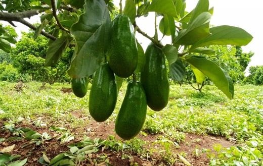 Greenfarm ảnh 3 Greenfarm anh 3