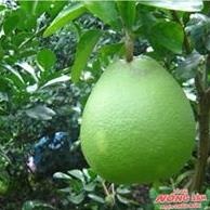 Greenfarm ảnh 4 Greenfarm anh 4