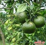 Greenfarm ảnh 5 Greenfarm anh 5