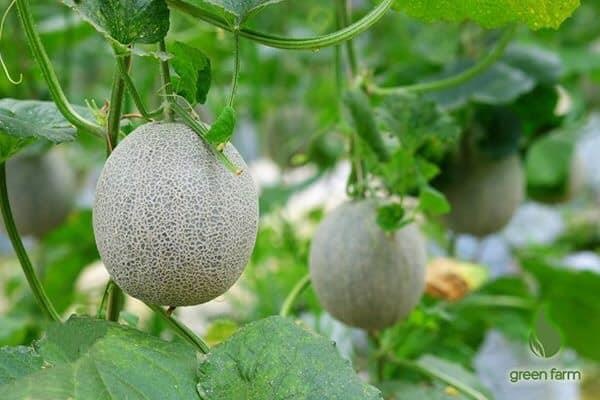 Greenfarm ảnh 6 Greenfarm anh 6