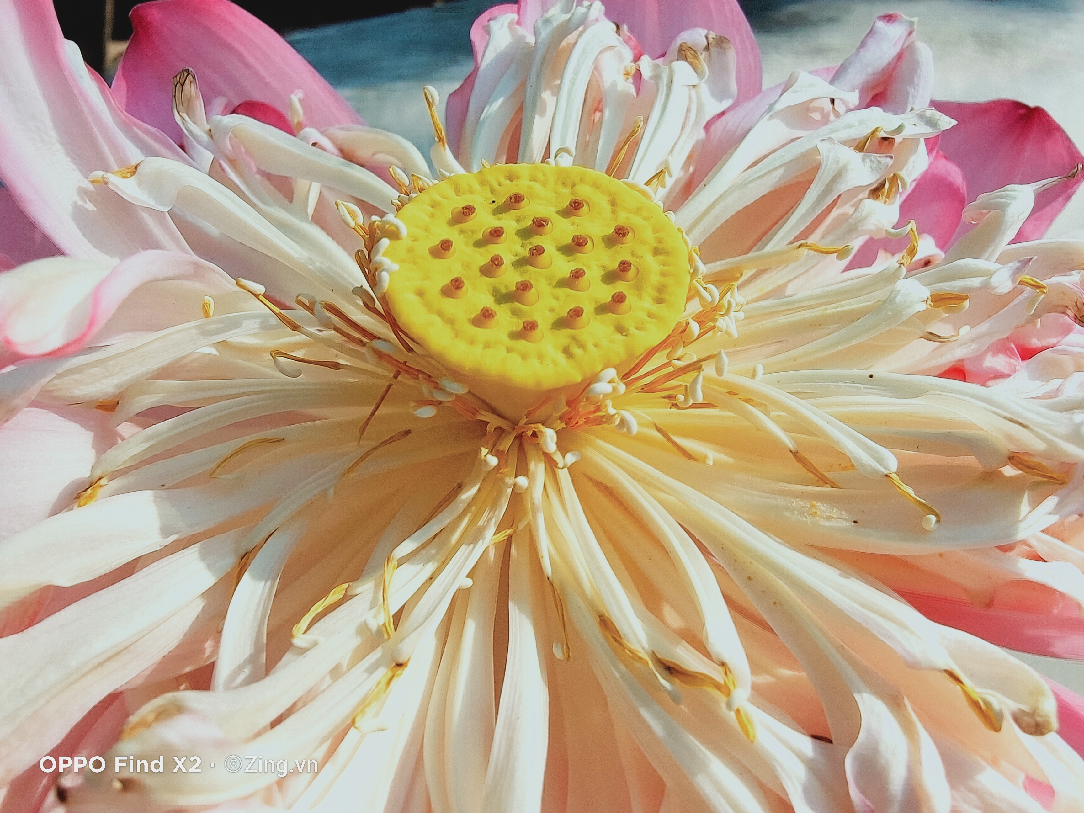 Oppo ảnh 15 Oppo anh 15