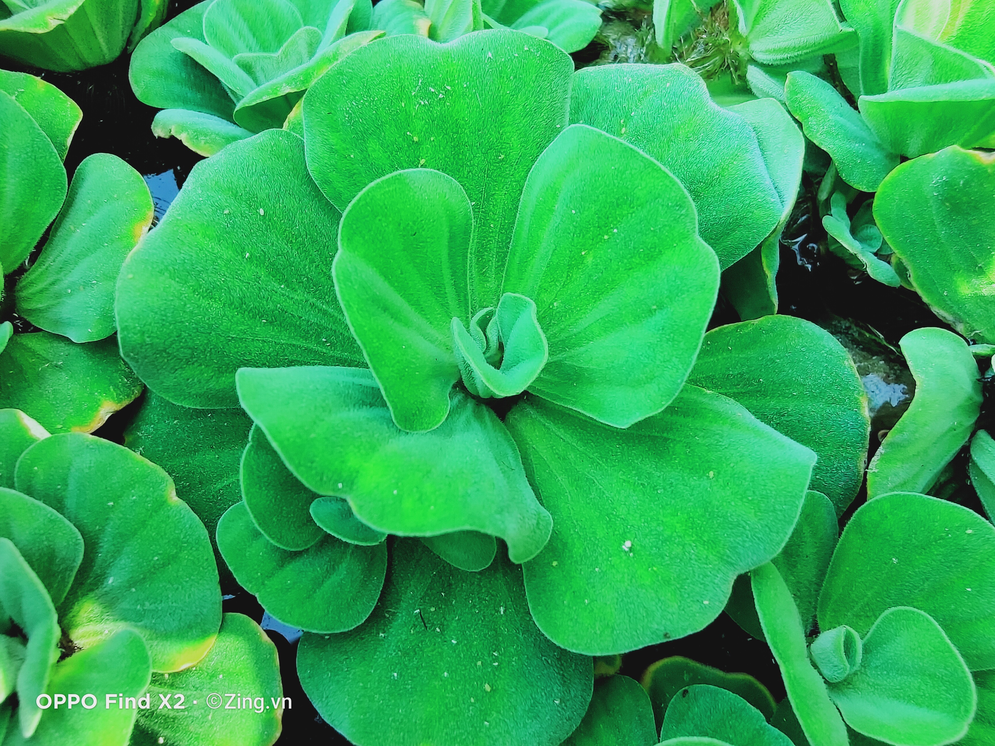 Oppo ảnh 16 Oppo anh 16