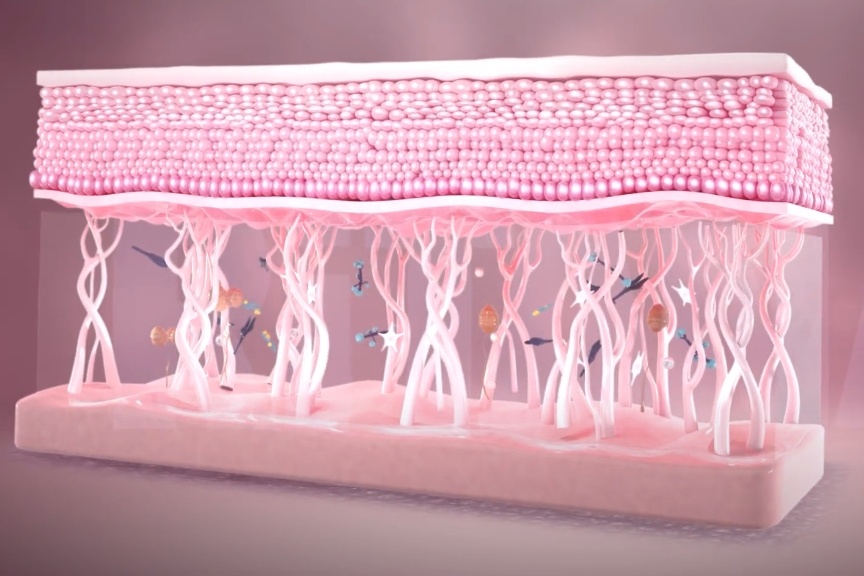 Video - Melanin la yeu to chinh quyet dinh mau sac lan da hinh anh