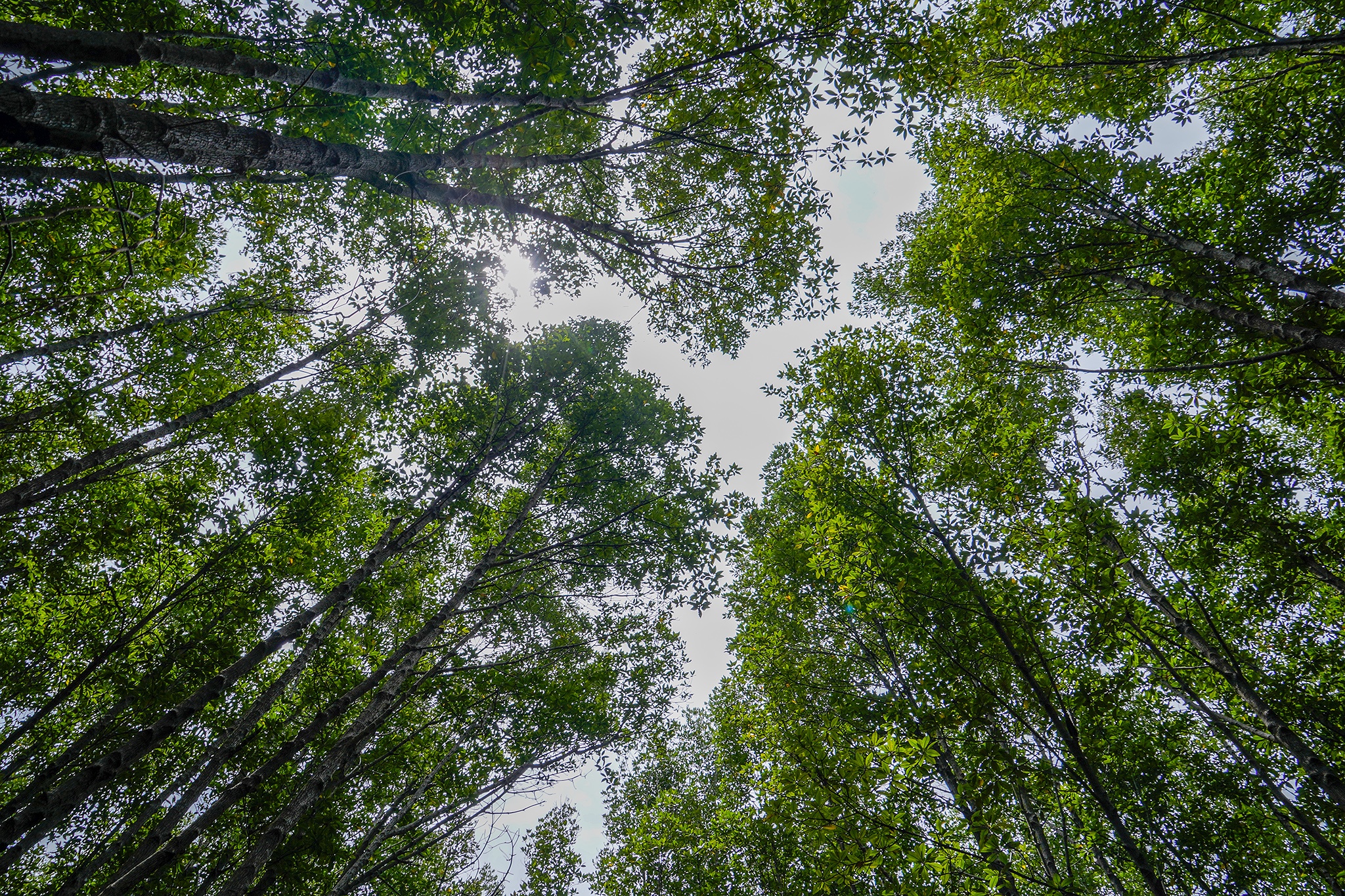 du lich ca mau anh 9