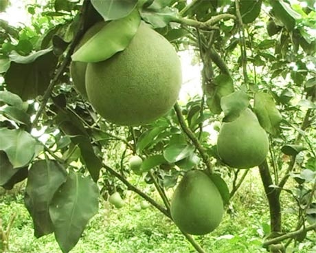 Buoi - thuc pham giam can tot cho suc khoe nguoi beo phi hinh anh