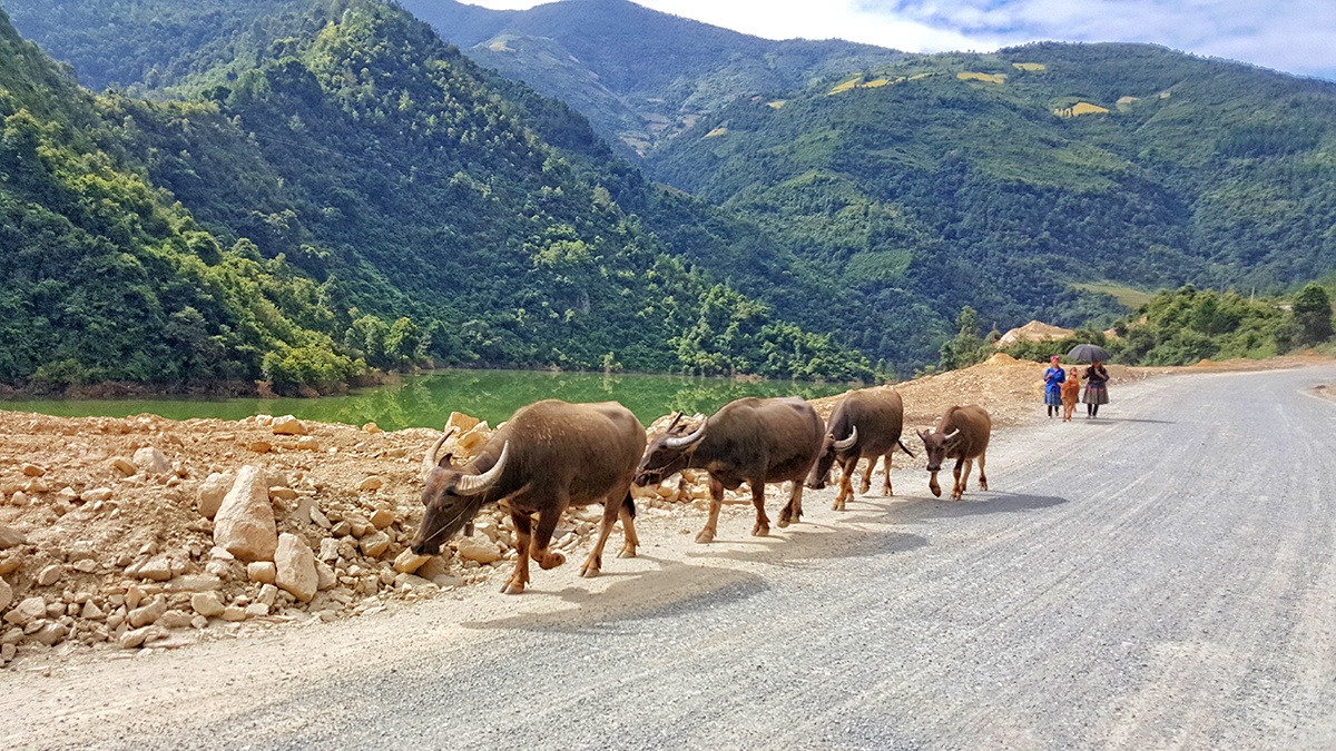 Trong ảnh, người dân đang mang trâu ra chợ phiên bán.