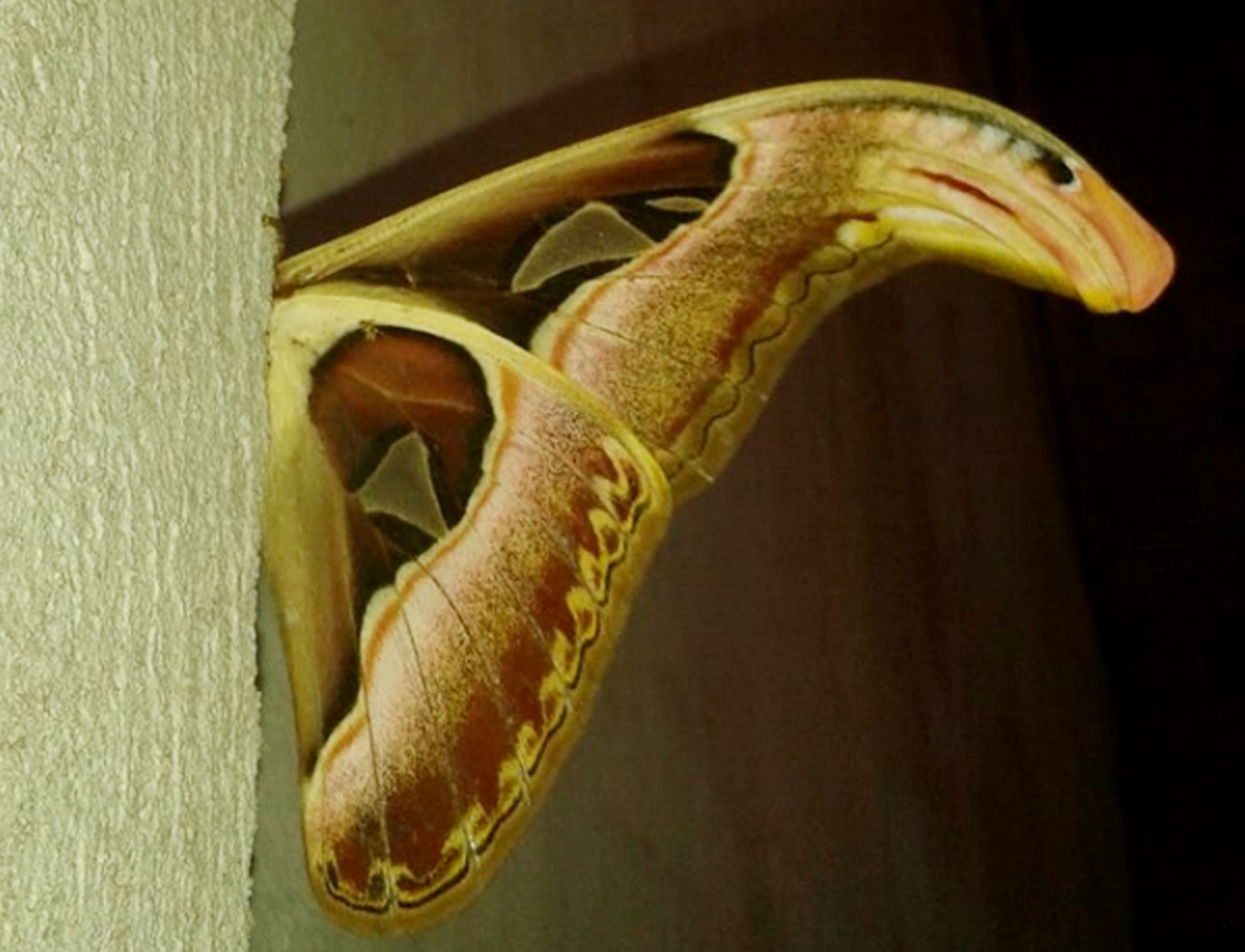 Buom co canh hinh dau ran thu hut hang tram nguoi den xem hinh anh