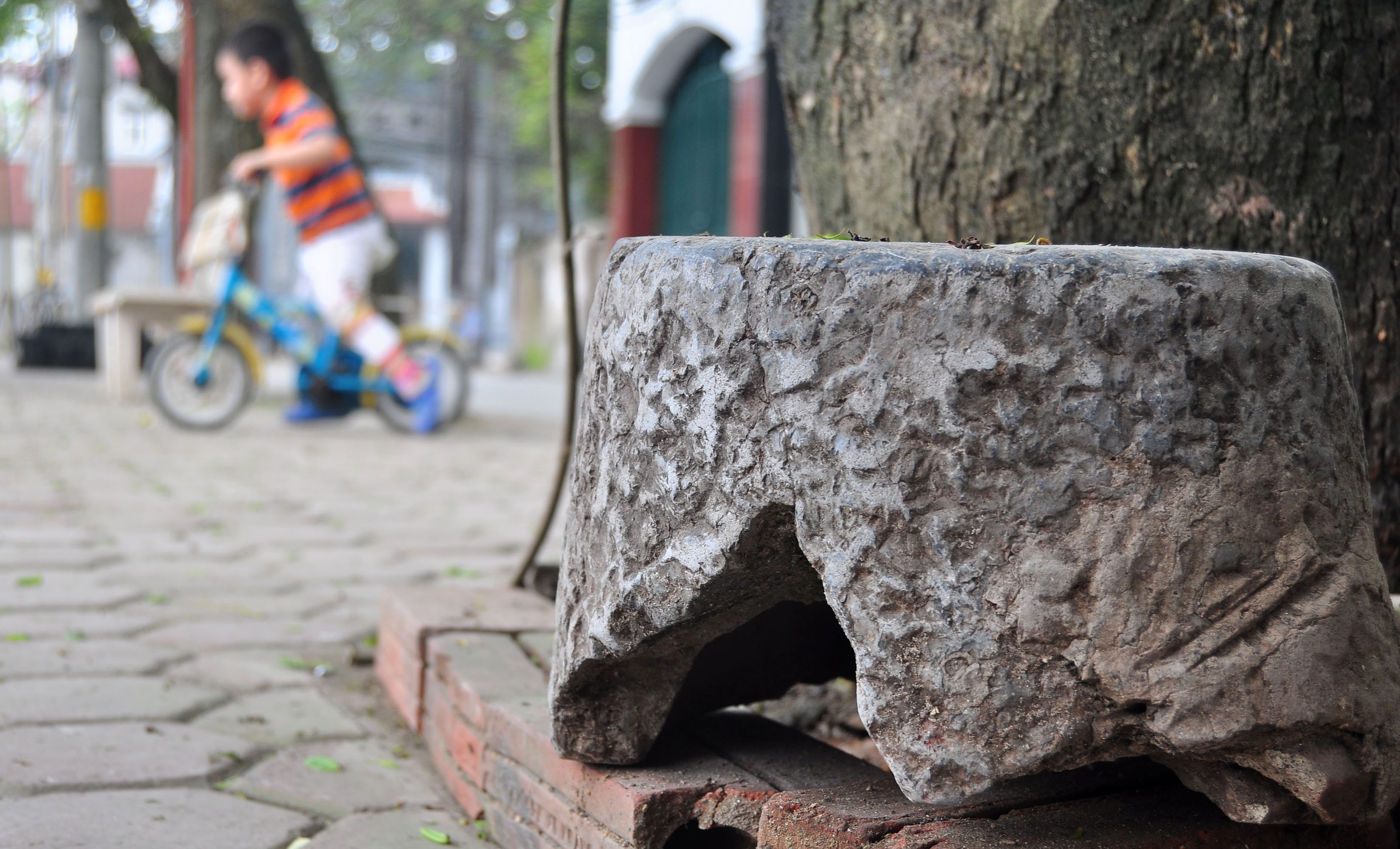 Sau này, có máy tuốt lúa bằng điện thì không ai còn sử dụng nữa nên cối đá thường bị vứt xó. “Tôi thích những chiếc cối này nên đã đi gom về. Đa phần, đó là những chiếc cối của các gia đình địa chủ thời xưa. Vì có nhiều ruộng đất nên họ có cối to để đập lúa, giã gạo chứ không phải nhà nào cũng có.”