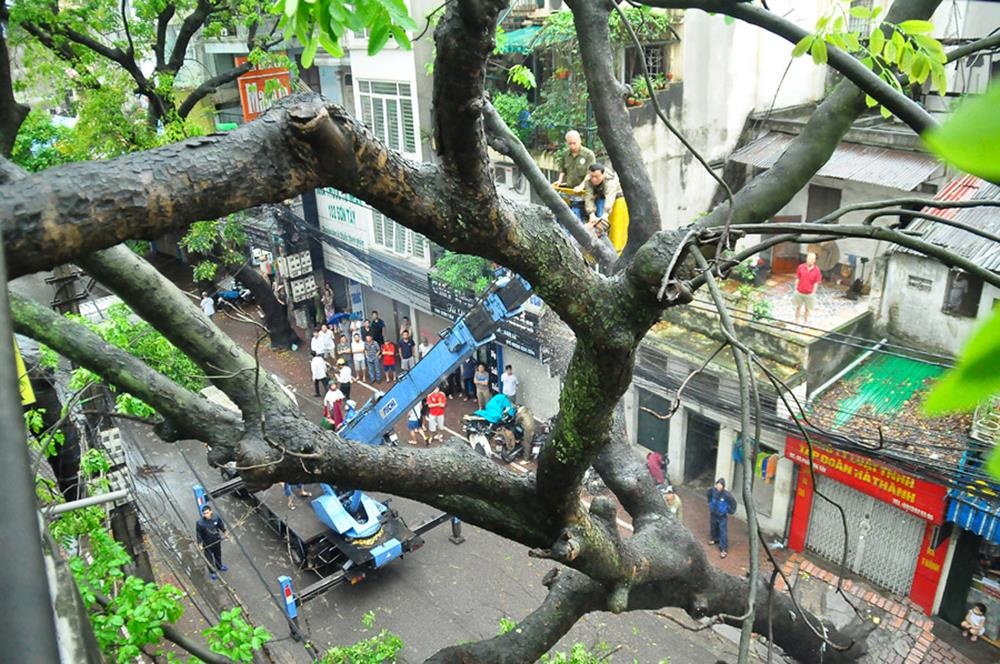 Ghi nhận của phóng viên tại hiện trường, cây xà cừ cao chừng hơn 10m vắt ngang đường Sơn Tây. Với kích thước lớn chắn ngang khiến tuyến đường bị ùn tắc nghiêm trọng. Đến 10h, công nhân công ty cây xanh Hà Nội đã đến giải quyết sự việc.